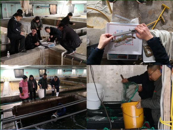 辽宁省水产优势品种引进更新 与改良项目扎实推进