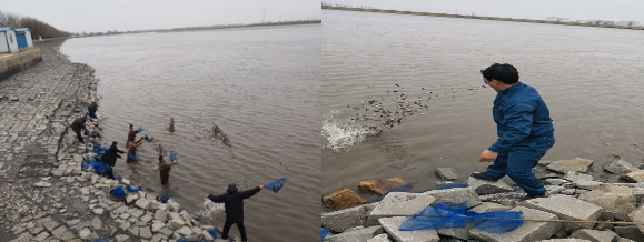辽宁每日农业集团完成辽宁省海洋与渔业厅2018河蟹放流任务